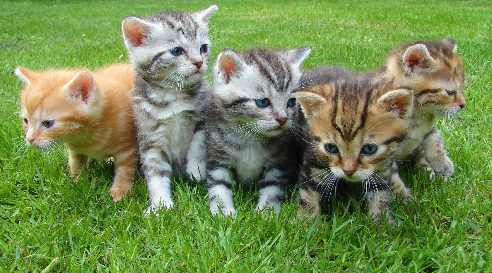 Kittens on the Grass